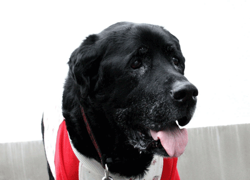 c0149893_23335613.gif