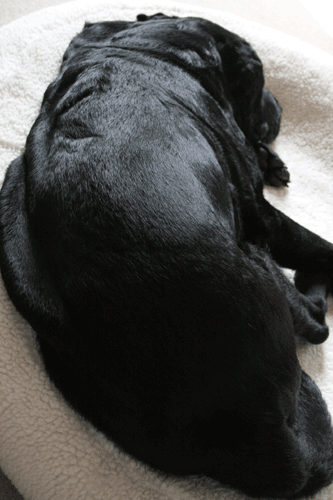c0149893_23411754.gif