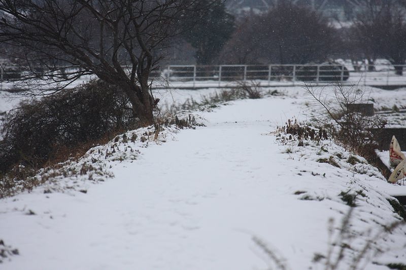 速報/雪のMFと野鳥たち_b0024798_14384369.jpg