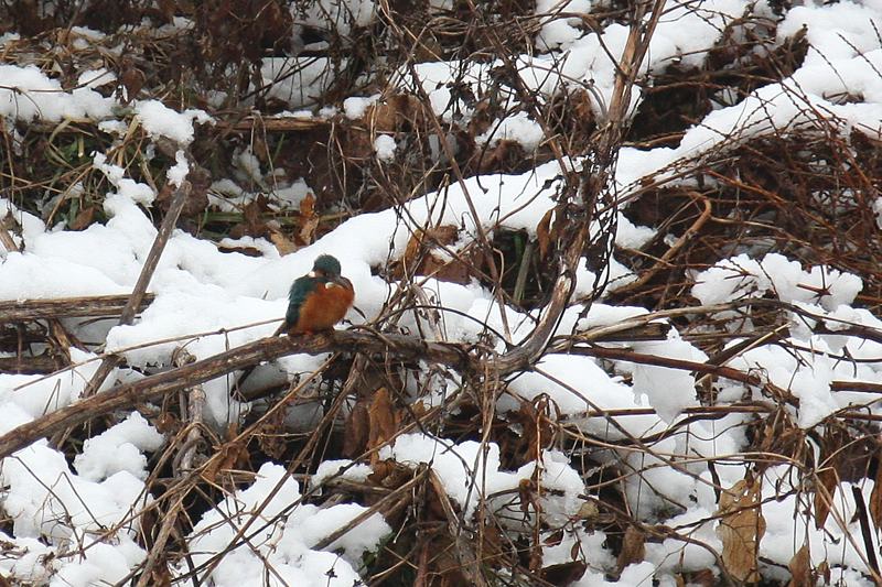 速報/雪のMFと野鳥たち_b0024798_1439253.jpg