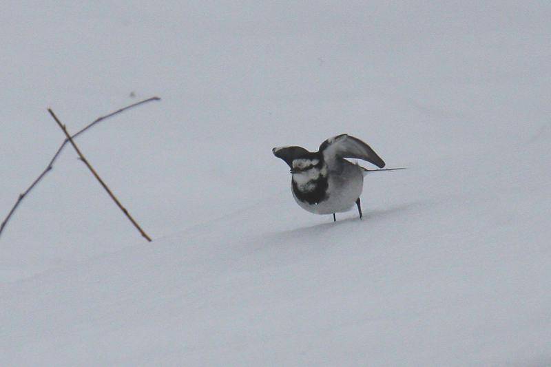 速報/雪のMFと野鳥たち_b0024798_14401258.jpg