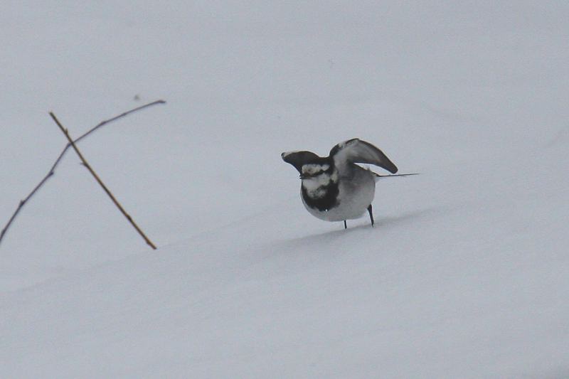 速報／雪のＭＦと野鳥たち_b0024798_14401258.jpg