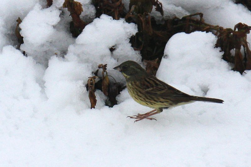 速報/雪のMFと野鳥たち_b0024798_14404219.jpg