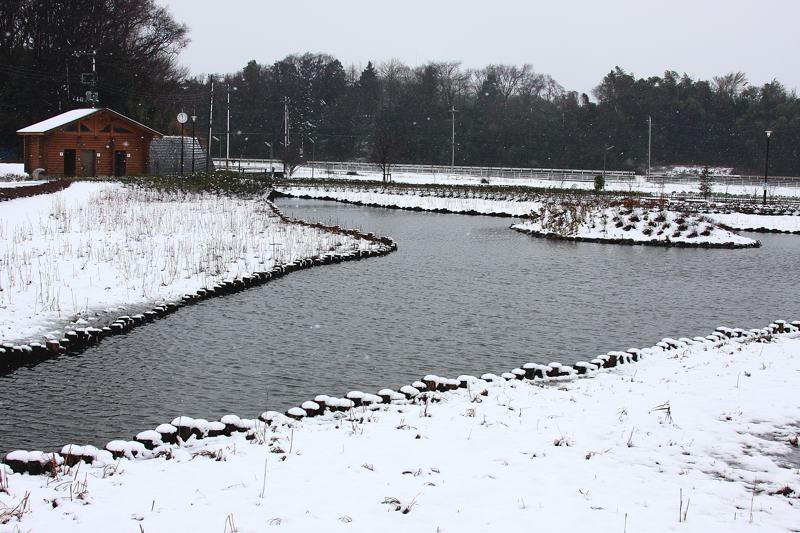 速報/雪のMFと野鳥たち_b0024798_14422175.jpg