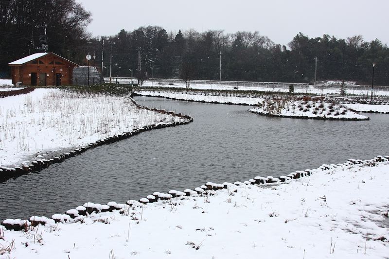 速報／雪のＭＦと野鳥たち_b0024798_14422175.jpg