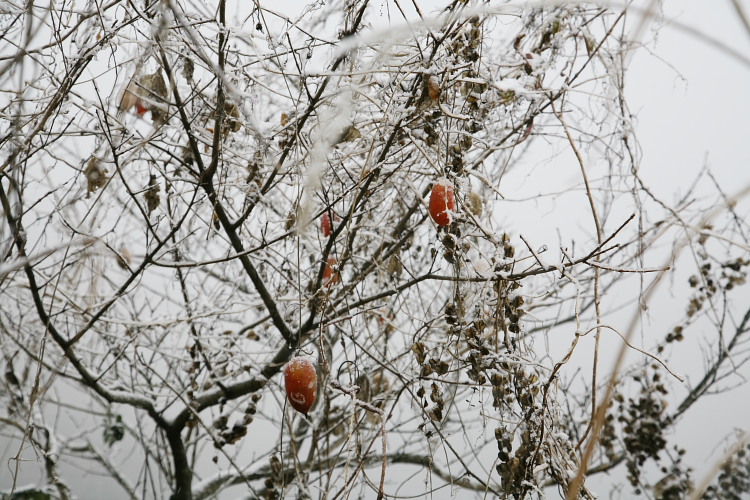 雪景_a0062300_1058648.jpg