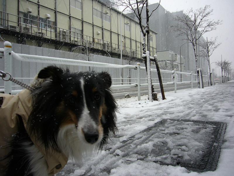 e0130008_1192340.jpg