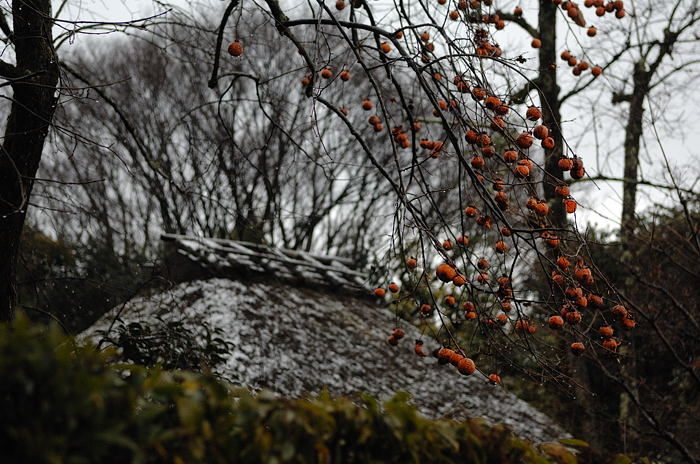 氷雨の嵯峨野景色_f0032011_1954538.jpg