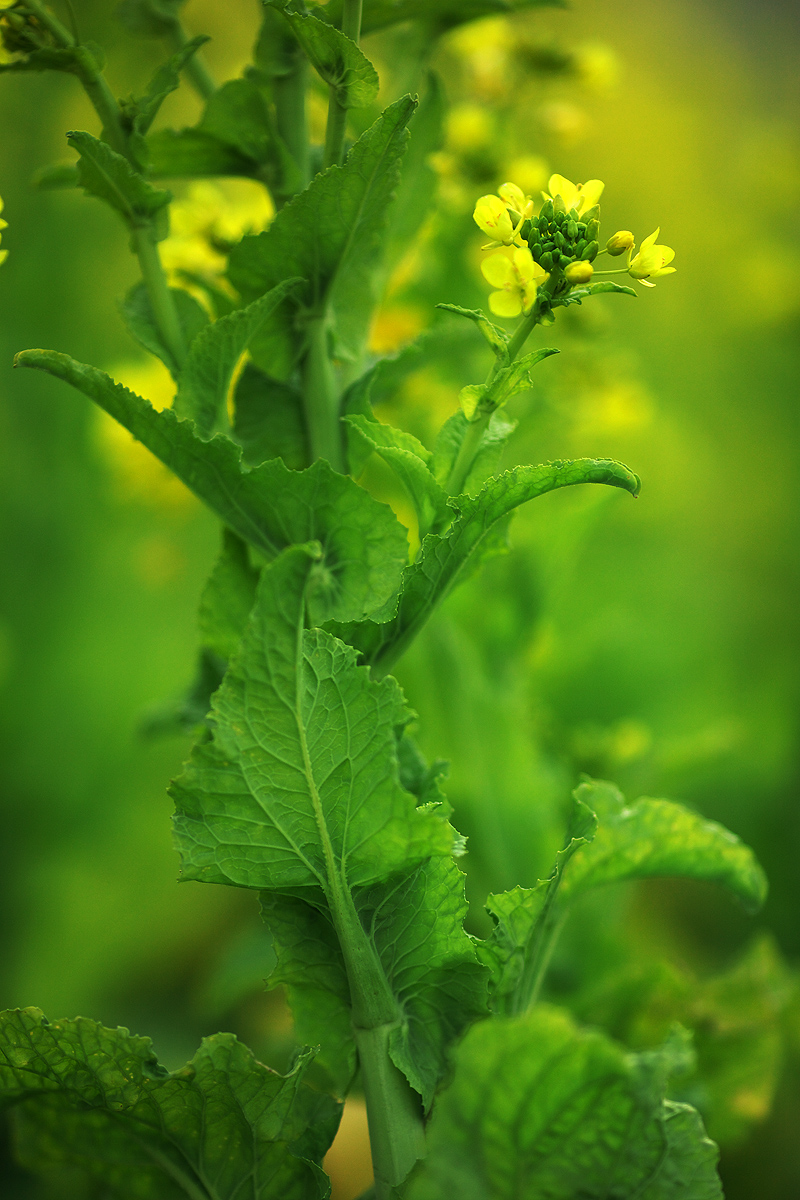 菜の花畑（岐阜県羽島郡岐南町）_c0115616_6355015.jpg