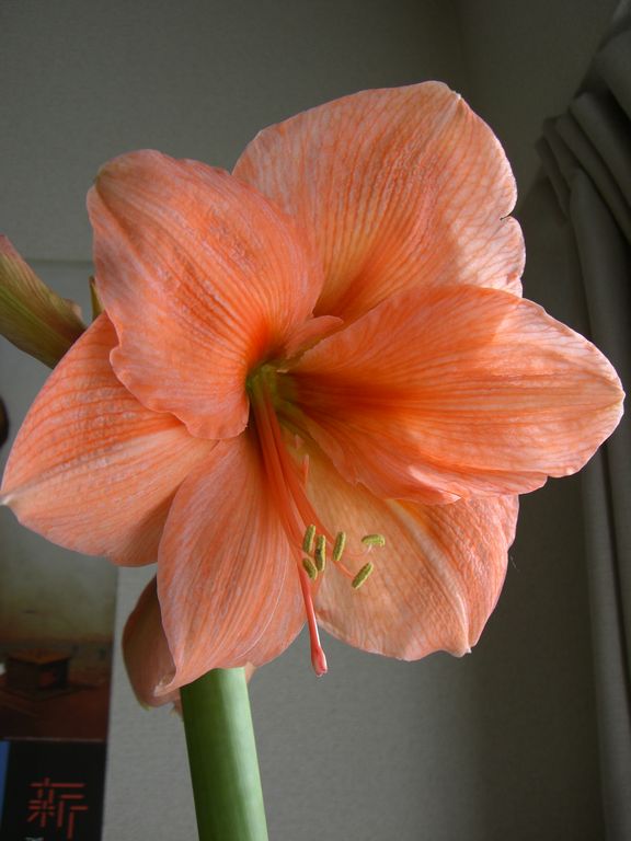 アマリリス開花 テーブルの上の地図帳 L Atlante Sulla Tavola
