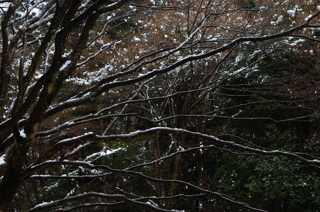 続、雪の京都・・・でも雪撮影はヘッタピィ～でした。_d0148541_2191897.jpg