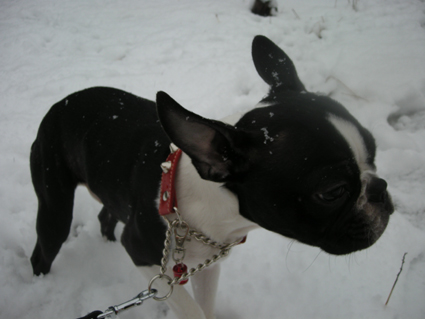 雪が降る日は何故か寿司。_f0155342_22325572.jpg