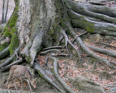 奈良公園　冬の鹿_e0035757_0242238.jpg