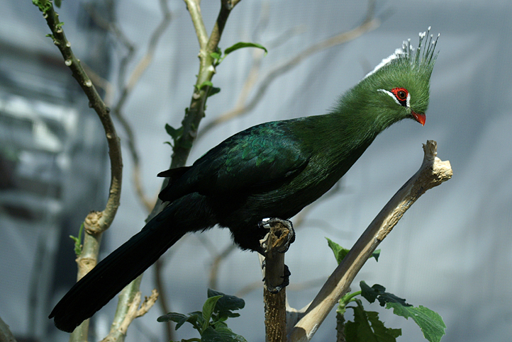 掛川花鳥園　孔雀他_b0037658_18585250.jpg