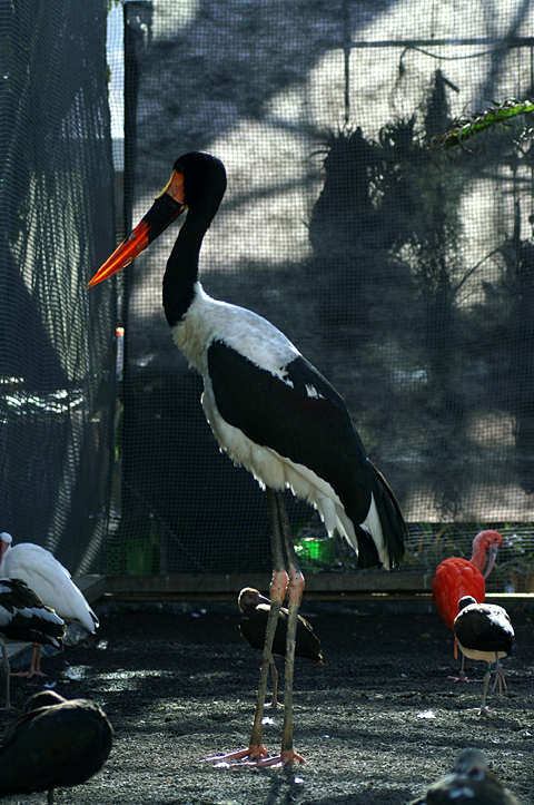 掛川花鳥園　孔雀他_b0037658_1994124.jpg