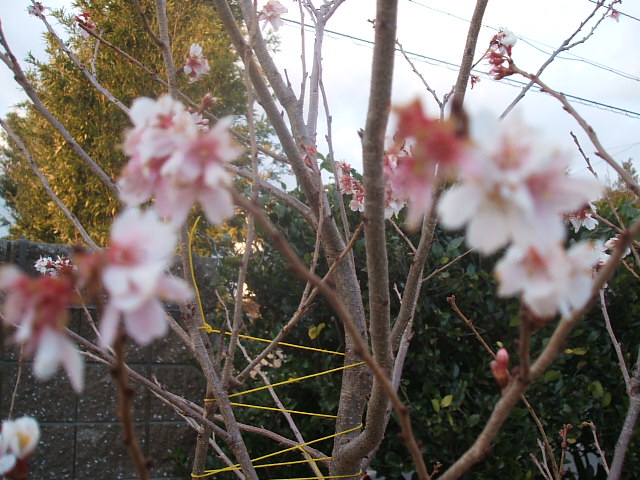 みなさん、田中義一別邸の「緋寒サクラ」はあと、１週間くらいで開花ですよーーーー！_f0113862_1819415.jpg