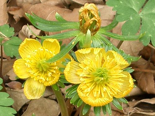 キバナセツブンソウ 黄花節分草 植物の生態散歩