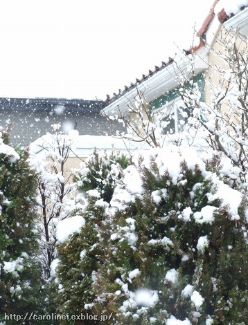 雪の節分、そして立春_d0025294_1613115.jpg