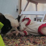 f0047398_15311674.gif