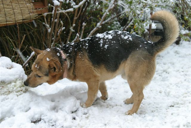 雪便り～♪_f0123098_1012644.jpg