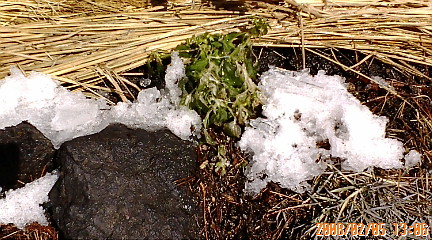 e0028904_235286.jpg