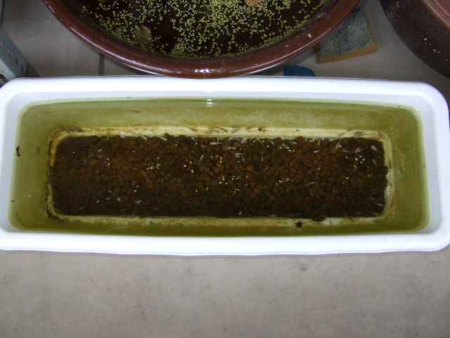 f0152308_21131464.jpg