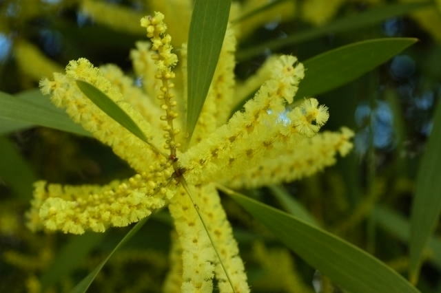 Wattle   ー　アカシア属の木_d0139709_756495.jpg