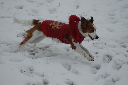 お待ちかねの雪♪_c0065512_1355897.jpg