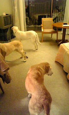 c0114121_20492041.jpg