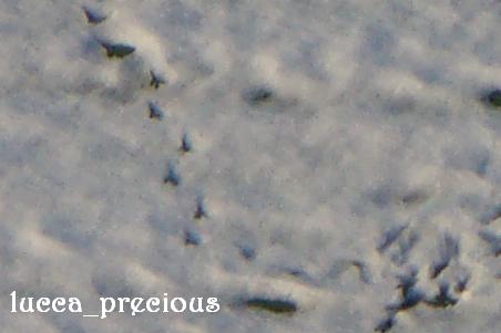 f0109825_16355230.jpg