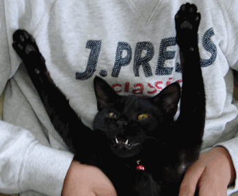 c0136736_1231179.gif