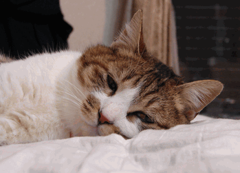 c0136736_1915127.gif
