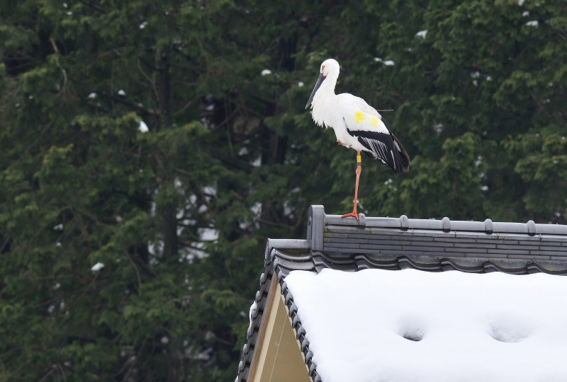 コウノトリはデカかった！_b0093742_033166.jpg