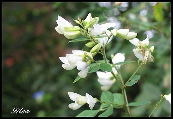 ハギの仲間 野草風薫 ハギの仲間 野草風薫