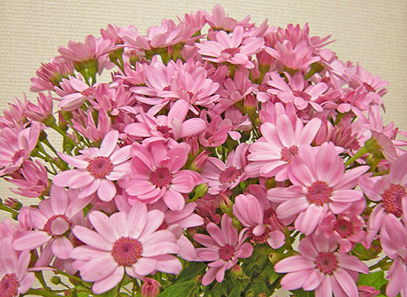 2月5日 サイネリア 花ねこ日記 2月5日 サイネリア 花ねこ日記