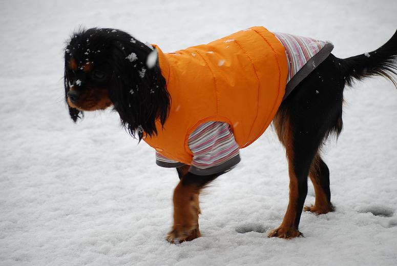 初雪！そして初節分！_a0101958_191372.jpg