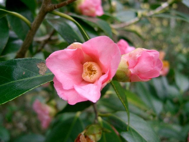 侘助椿 ワビスケツバキ 数奇屋 スキヤ 新 四季の花