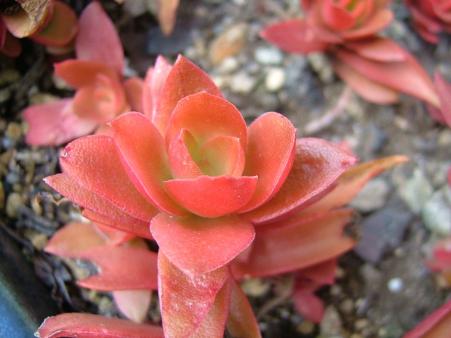 植物・冬の情景_e0101769_2146596.jpg