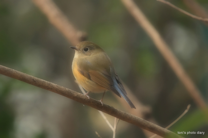 今週の鳥ちゃんたち_c0098182_2263936.jpg