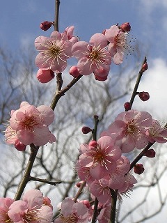 まずは梅林寺_a0082884_1531711.jpg