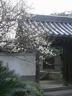 まずは梅林寺_a0082884_1553073.jpg