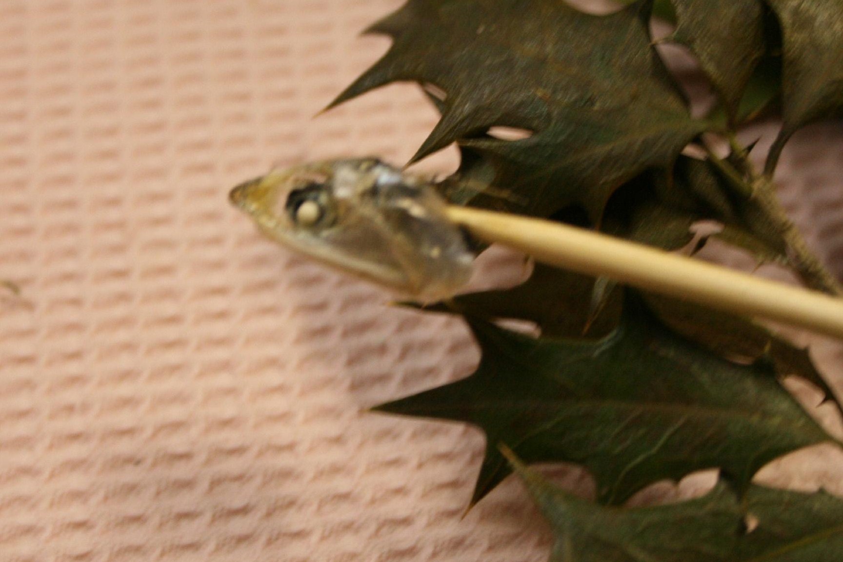 d0133693_8591420.jpg