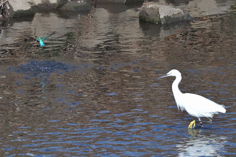 カワセミとコサギ_b0024798_627253.jpg