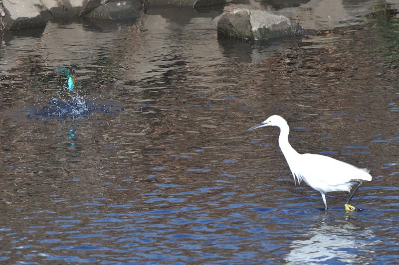 カワセミとコサギ_b0024798_627679.jpg