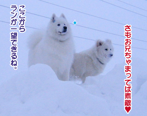 半月ぶりの獅子桃ショコラ_a0044521_2215062.jpg