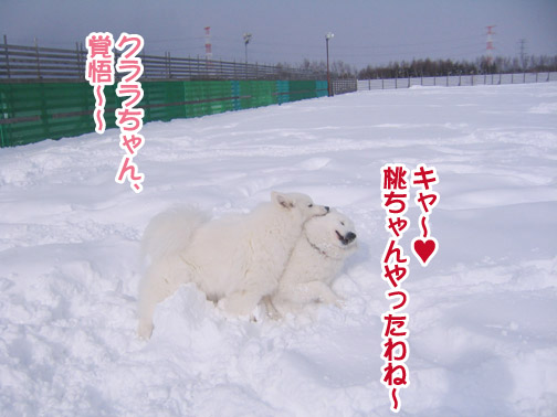 半月ぶりの獅子桃ショコラ_a0044521_22152863.jpg