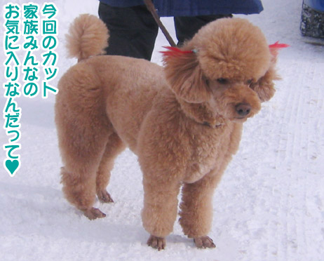 半月ぶりの獅子桃ショコラ_a0044521_2217403.jpg