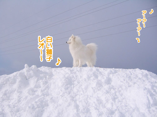 半月ぶりの獅子桃ショコラ_a0044521_22192461.jpg