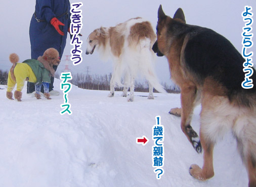 半月ぶりの獅子桃ショコラ_a0044521_22211895.jpg