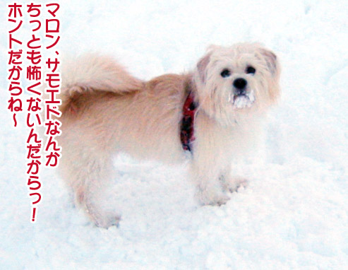 半月ぶりの獅子桃ショコラ_a0044521_2222579.jpg